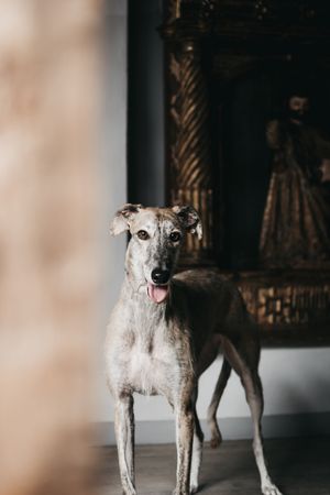 Cute Spanish greyhound relaxing on comfortable cozy home