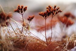 Orange flowers on meadow in winter
