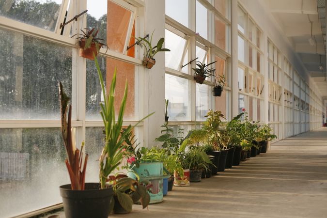 Corridor with pots of plants