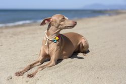 Little italian greyhound dog in the beach