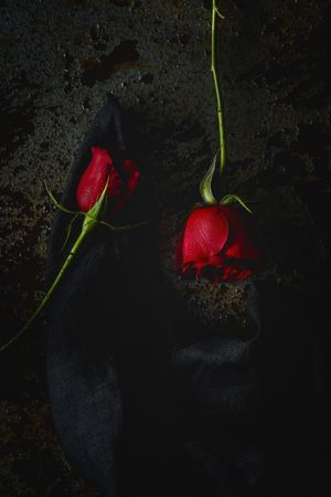 red roses with dark background