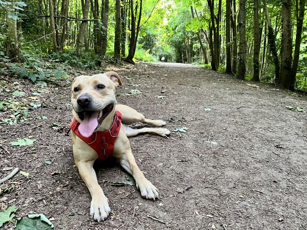 happy dog resting on forest walk
