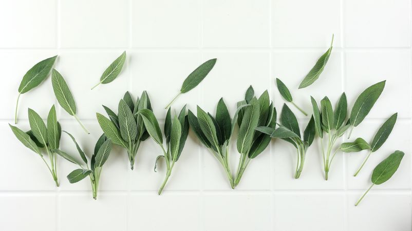 Fresh Sage Leaf on Table