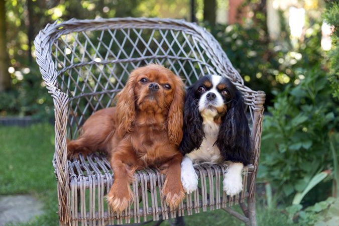 Two cavalier spaniels sitting on a chair outside