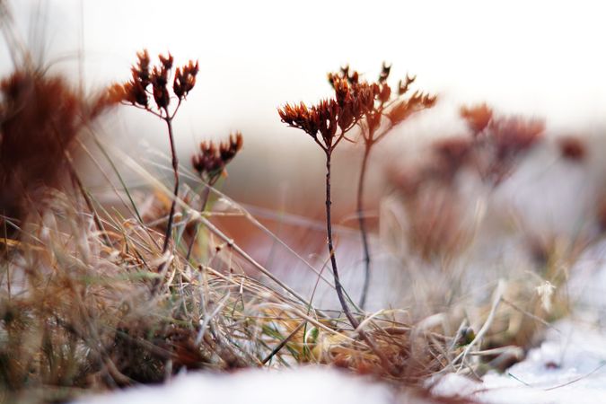 Orange flowers on meadow in winter