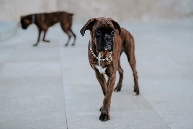 Playful cute dogs dutifully walking on pavement