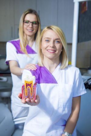 Two female dentists showing an anatomical model of a tooth, vertical