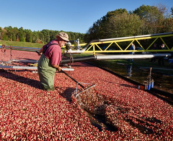 Man harvesting cranberries in Massachusetts