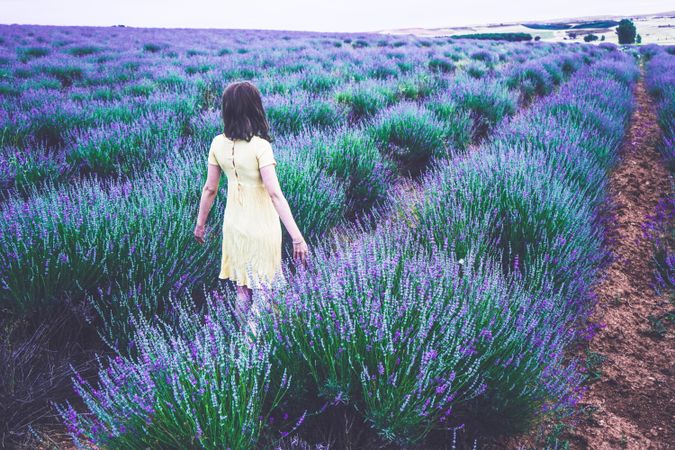 Back view of woman in light dress walking on lavender meadow