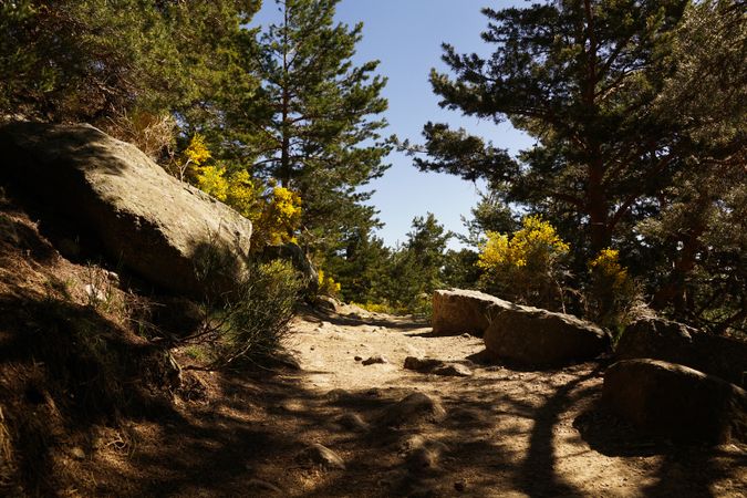 Rocky path in forest on sunny day