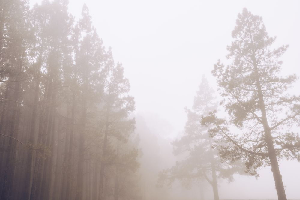 Tall trees in foggy day