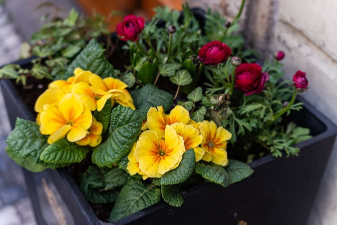 Bright flowers in the pottery pods