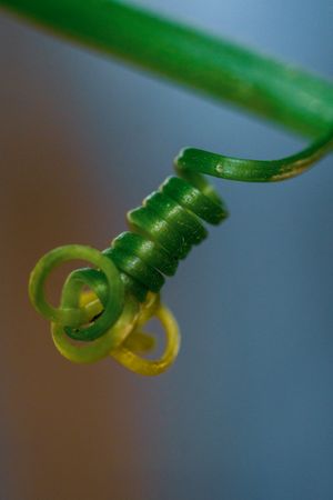 the intricate vine of a climbing plant