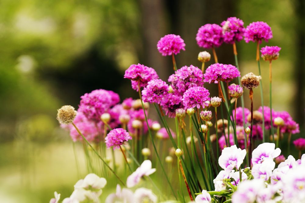 Flowerbed with various flowers in park
