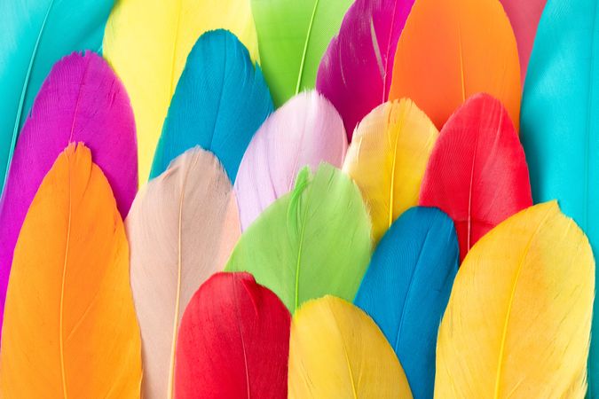 Colorful pattern made of feathers, close up