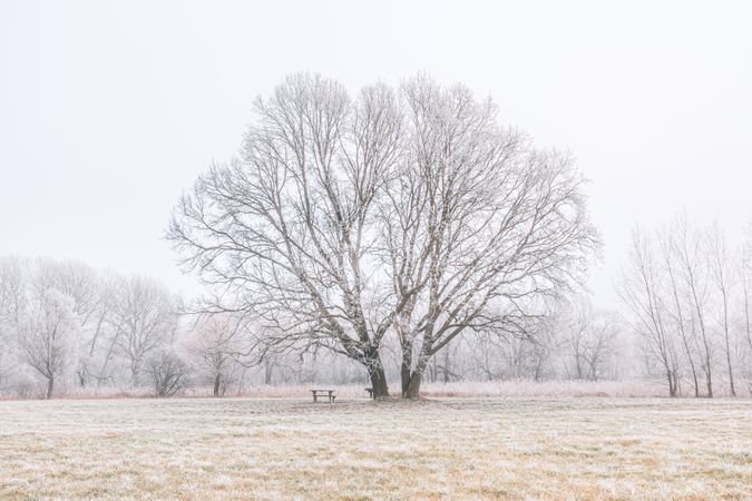 Large tree in a field with a small bench underneath