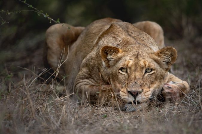 Brown lioness lying on green grass