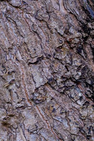 Tree Bark Texture Vertical View