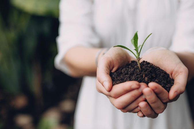 Close up of woman holding seedling with soil in cupped hands