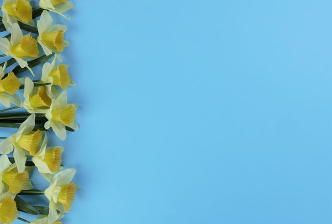 Yellow daffodil flowers for easter holiday on sky blue setting