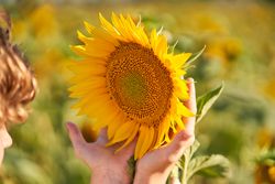 Crop boy touching bright sunflower in field