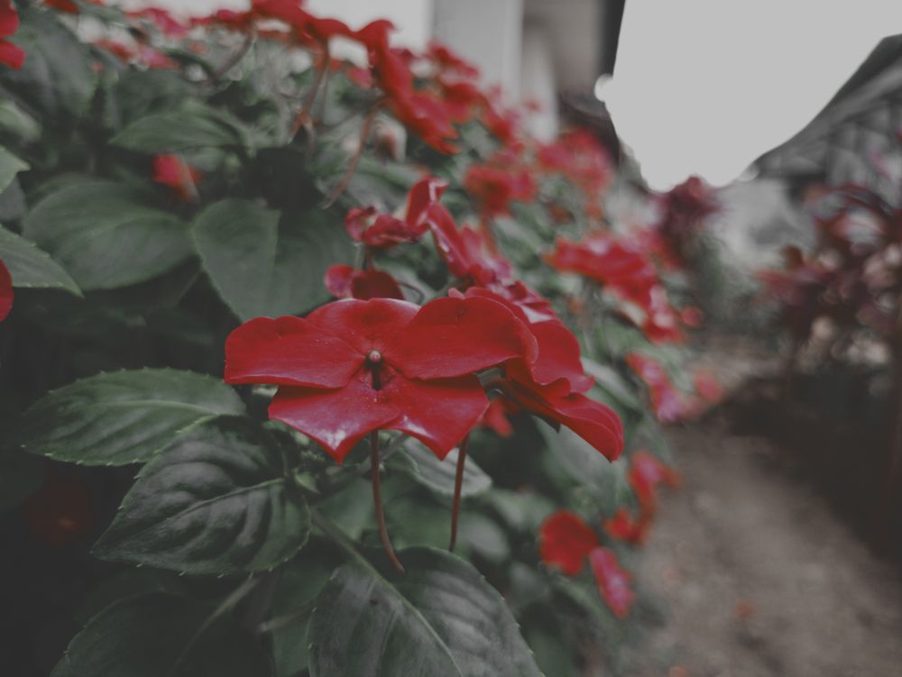 background with red flowers