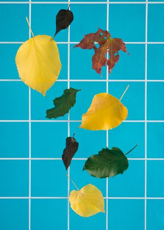 Yellow, green, red leaf falling down in a blue bathroom