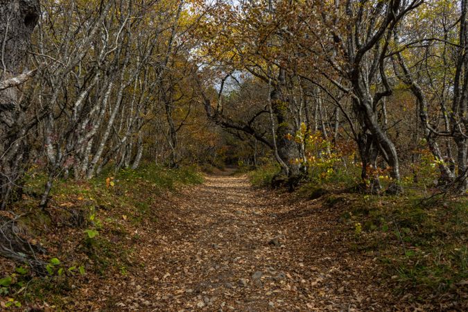 Autumnal forest pathway in autumnal Caucasus mountan in Tianeti area in Georgia