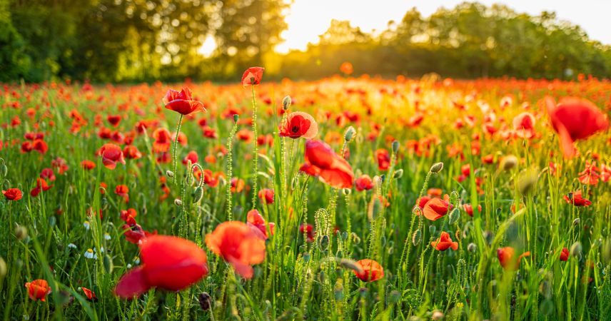Red poppies in park with trees at dusk