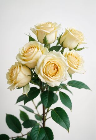 Bouquet of pale yellow roses with green leaves