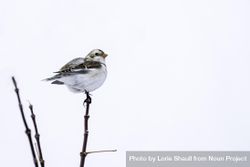 A snow bunting bird on top of a branch on a snowy day 0JKrl5