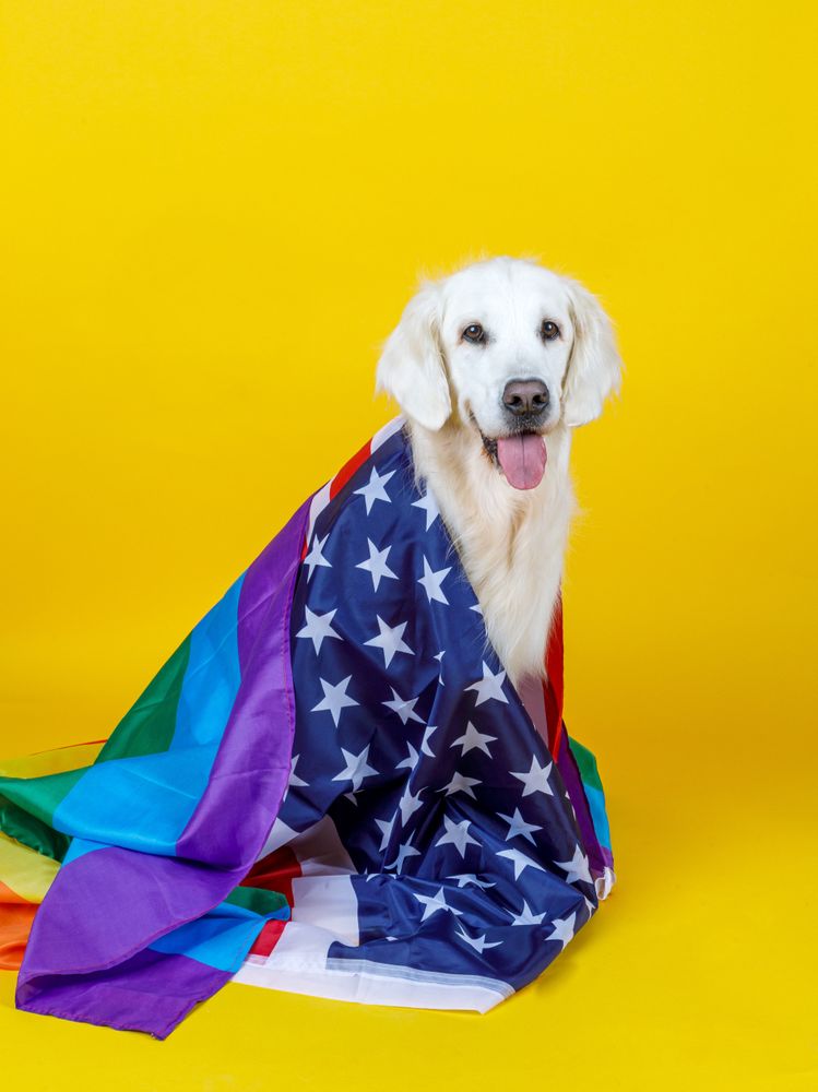dog covered with American and LGBT flag