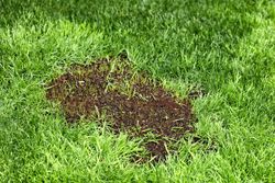 New grass growing in green lush yard