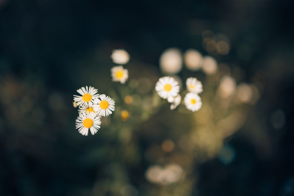Top view of daisies