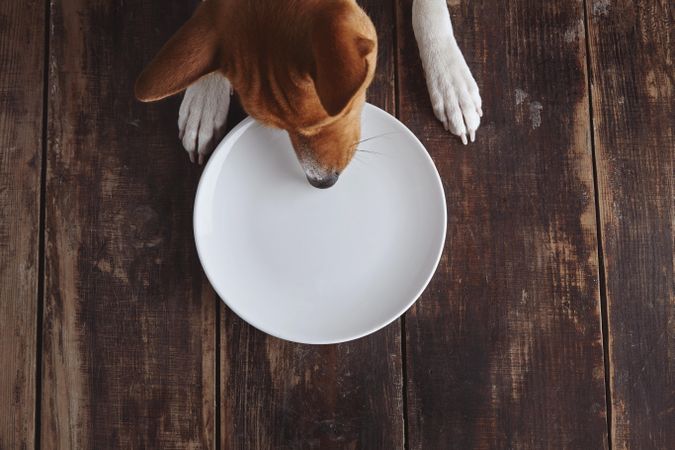 Dog explores an empty plate on wooden floor