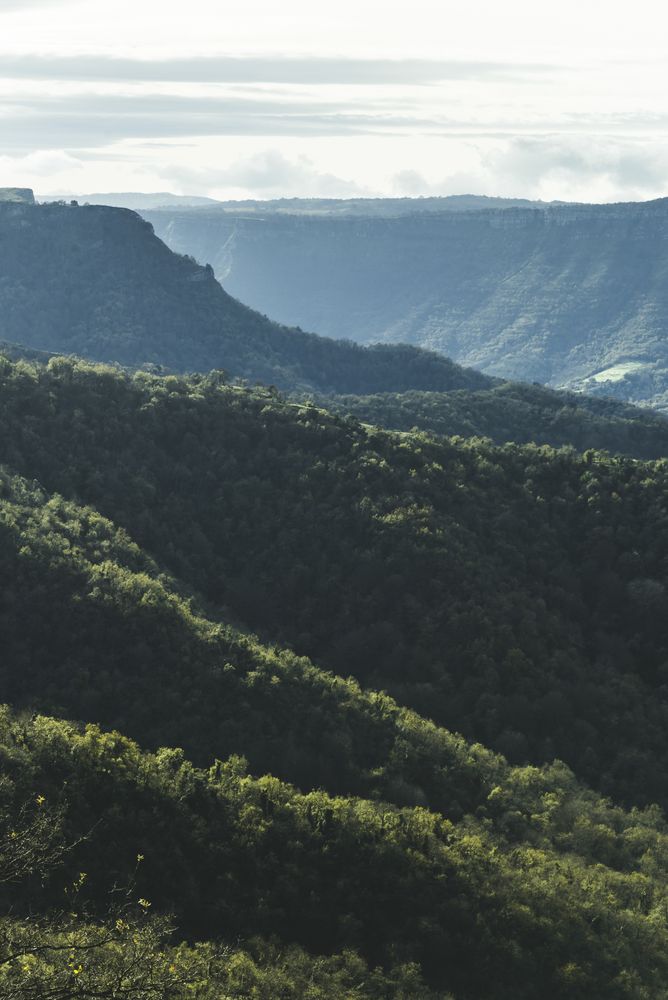 Green trees growing on hill