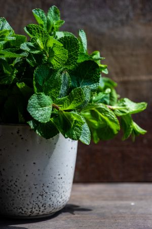 Close up fresh mint in pot