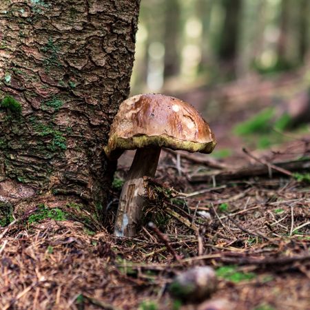 Porcini mushrooms. Autumn forest harvest.