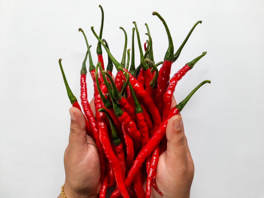 Woman's Hands Holding Red Curly Chili or Cabai Merah Keriting.