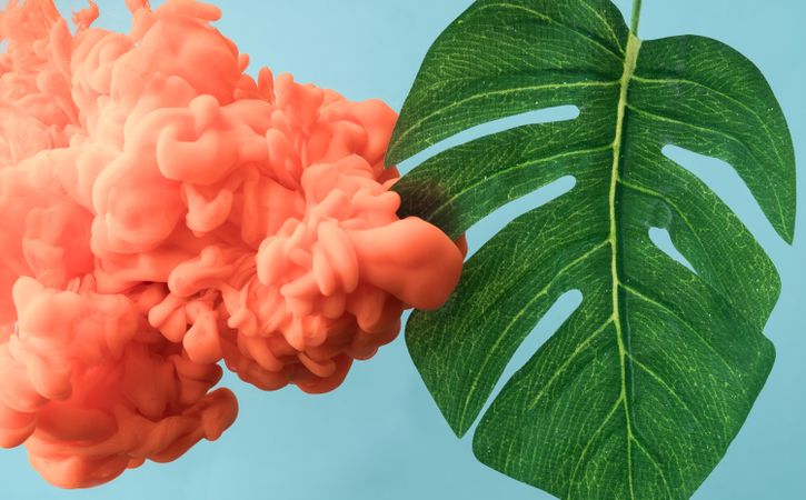 Tropical monstera leaf with pastel coral color cloud