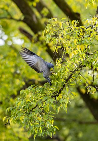 Close up of pigeon landing on branch