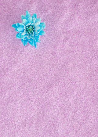 Fresh blue flower on a sandy pink violet background imitating sun