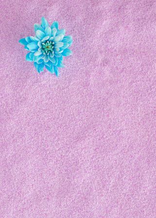Fresh blue flower on a sandy pink violet background imitating sun