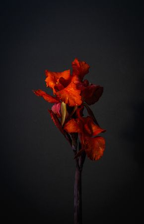 Red canna flower on dark background, vertical