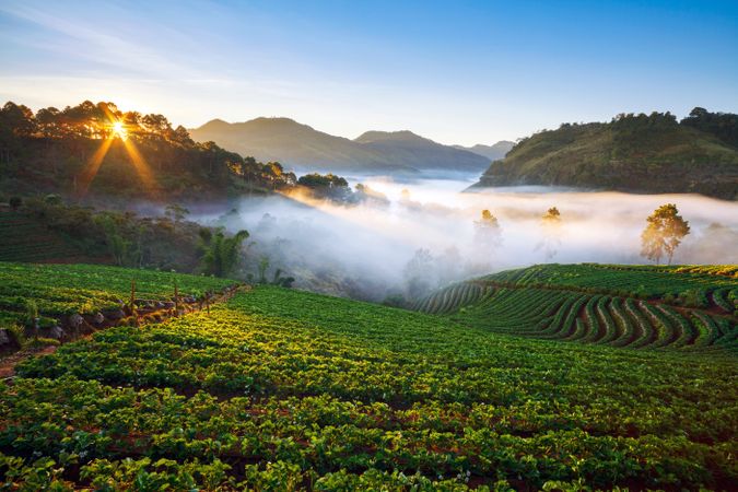 Misty morning sunrise in strawberry garden at Doi Ang khang mountain, chiangmai : thailand