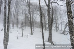 Barren trees in winter on Caucasus mountains bYj190