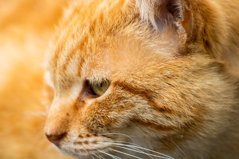 Orange tabby cat in close up