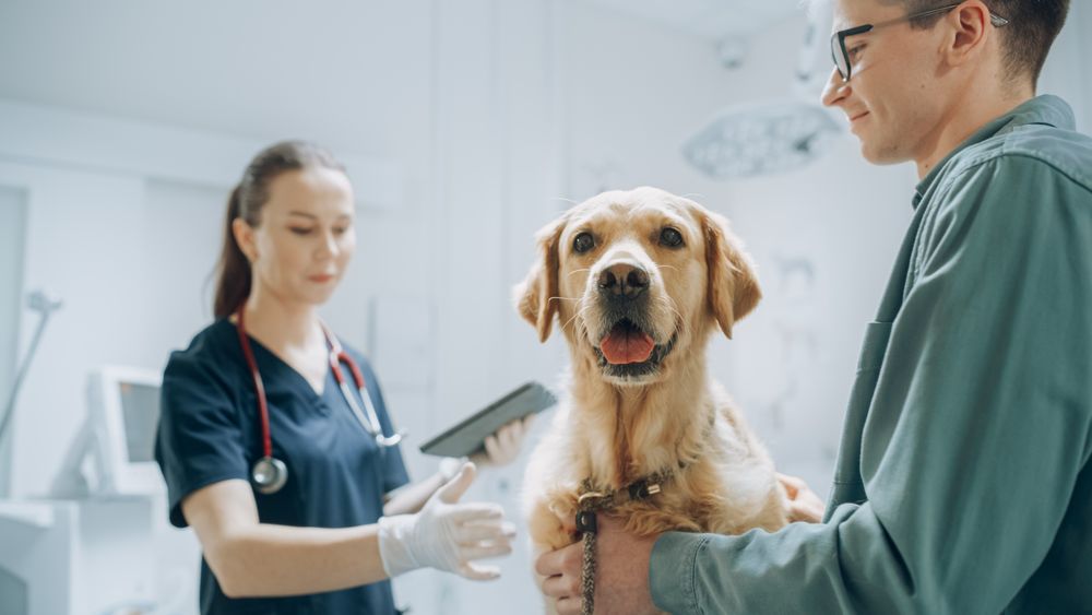 Male Dog Parent Brings His Furry Companion to a Contemporary Veterinary Clinic for a Check Up Visit.
