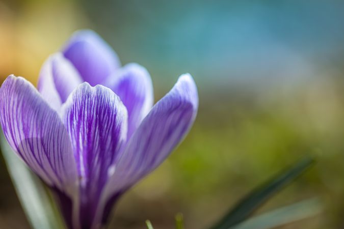 Close up of crocus emerging for spring