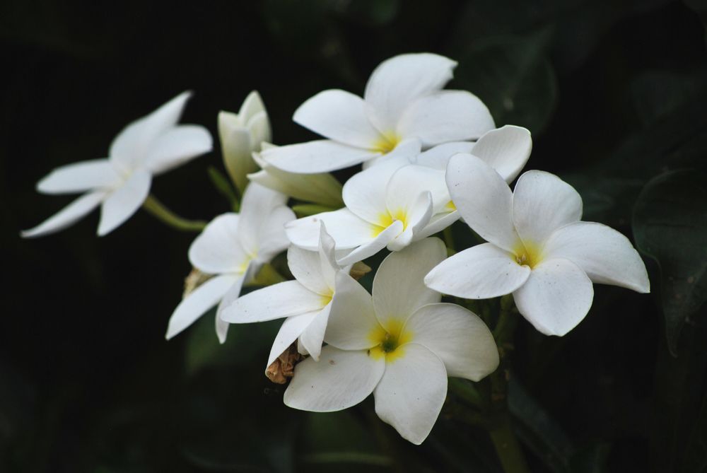 Close up shot of light frangipani in dark background